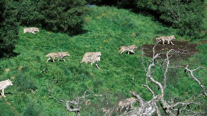 Picture 5 of Little known facts about wolves
