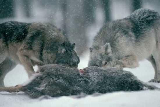 Picture 7 of Little known facts about wolves