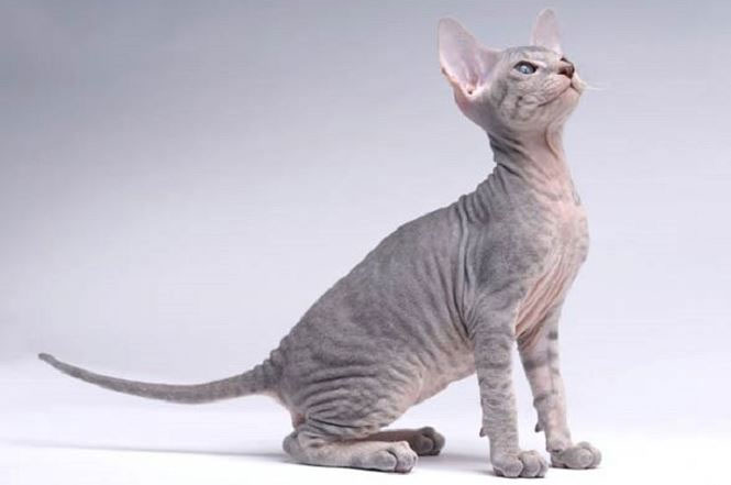 Picture 1 of Little Peterbald, the cat of the Petersburg region