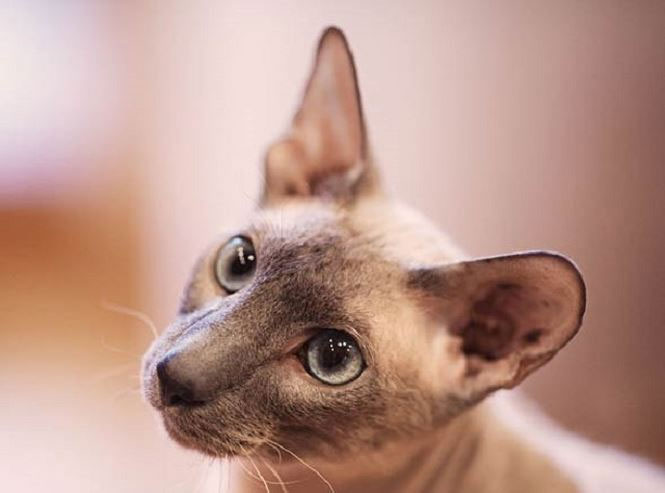 Picture 3 of Little Peterbald, the cat of the Petersburg region
