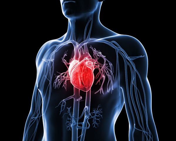 Picture 1 of Little things to know about the human heart