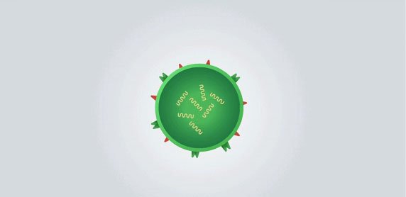 Picture 2 of Little-known facts about the virus: Where do they come from, how do they spread and cause illness?
