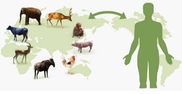 Picture 5 of Little-known facts about the virus: Where do they come from, how do they spread and cause illness?