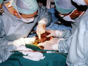 Picture 2 of Liver transplants for 2-year-old patients: Successful!