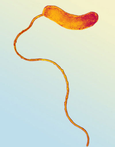 Picture 1 of 'Living antibiotics' from bacteria