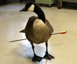 Picture 1 of Living with an arrow through you