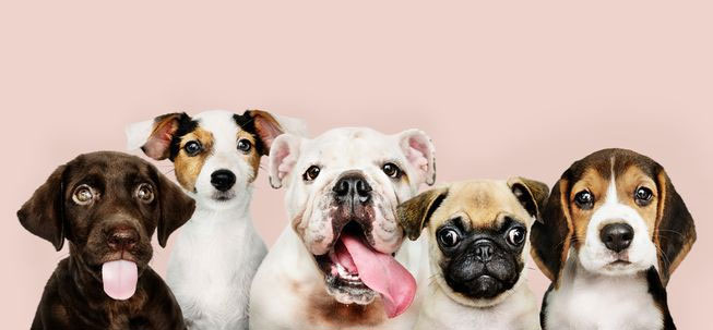 Picture 1 of Living with humans for 15,000 years, the dogs' brains have been transformed by us