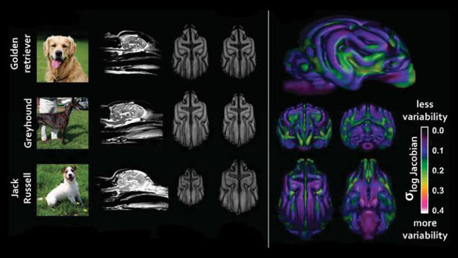 Picture 2 of Living with humans for 15,000 years, the dogs' brains have been transformed by us