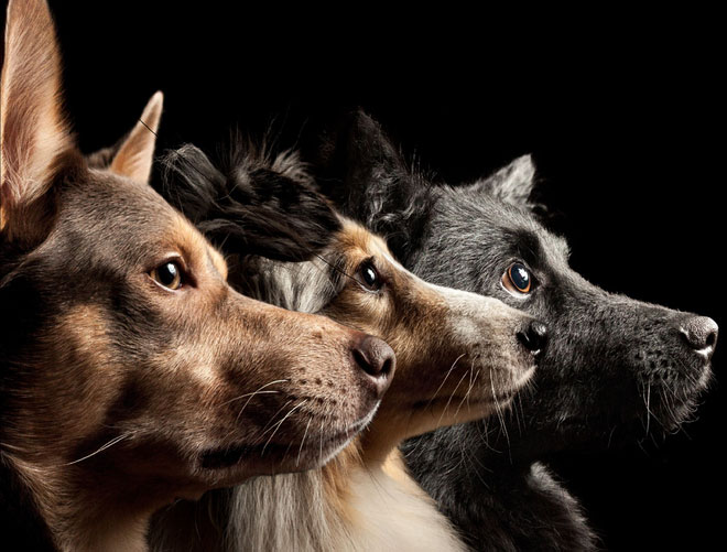 Picture 3 of Living with humans for 15,000 years, the dogs' brains have been transformed by us