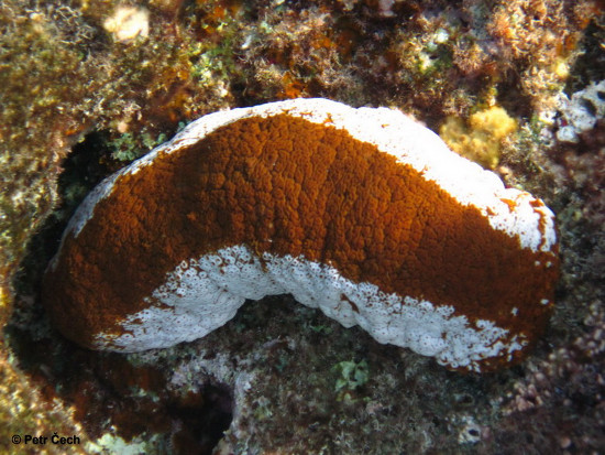 Picture 10 of 'Living wonders' in the Spratly Sea (1)