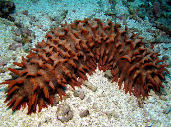 Picture 11 of 'Living wonders' in the Spratly Sea (1)