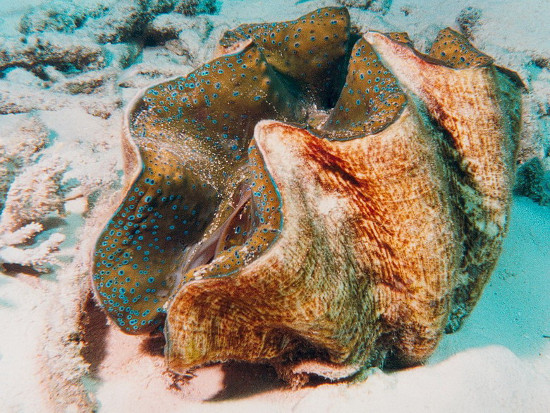Picture 10 of 'Living wonders' in the Spratlys (2)