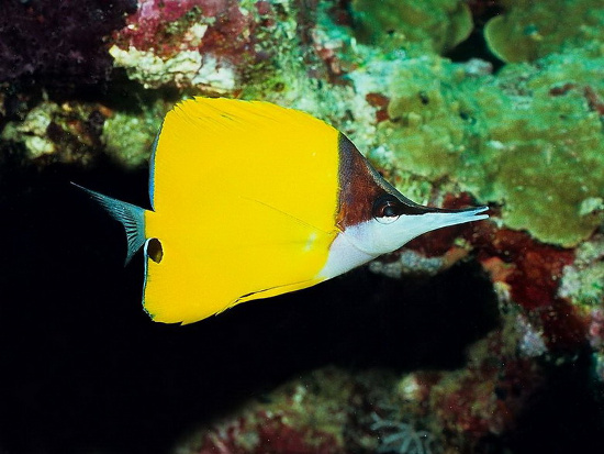 Picture 11 of 'Living wonders' in the Spratlys (2)
