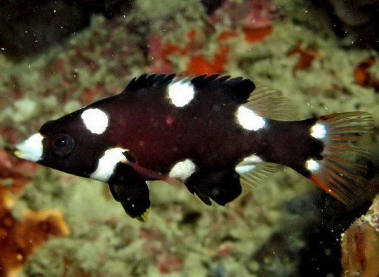 Picture 12 of 'Living wonders' in the Spratlys (2)