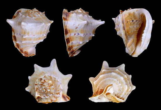 Picture 2 of 'Living wonders' in the Spratlys (2)