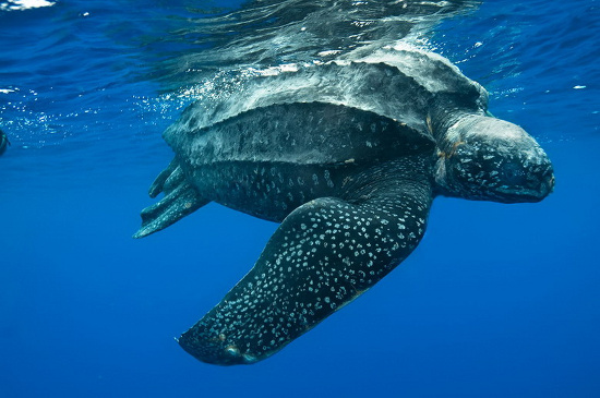 Picture 4 of 'Living wonders' in the Spratlys (2)