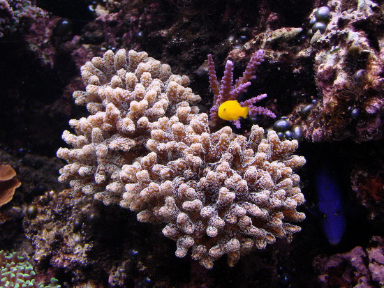 Picture 5 of 'Living wonders' in the Spratlys (2)