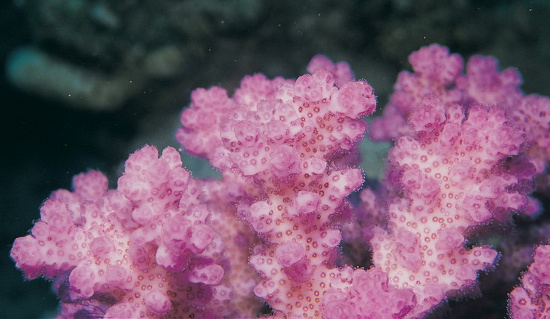 Picture 6 of 'Living wonders' in the Spratlys (2)