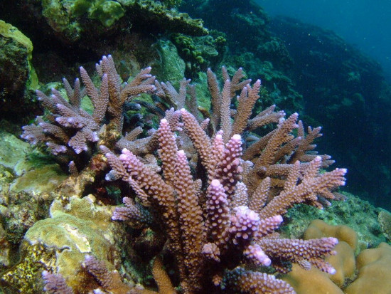 Picture 8 of 'Living wonders' in the Spratlys (2)