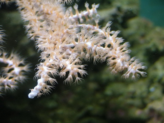 Picture 9 of 'Living wonders' in the Spratlys (2)
