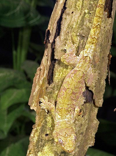 Picture 10 of Lizard camouflage autumn leaves