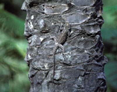 Picture 11 of Lizard camouflage autumn leaves
