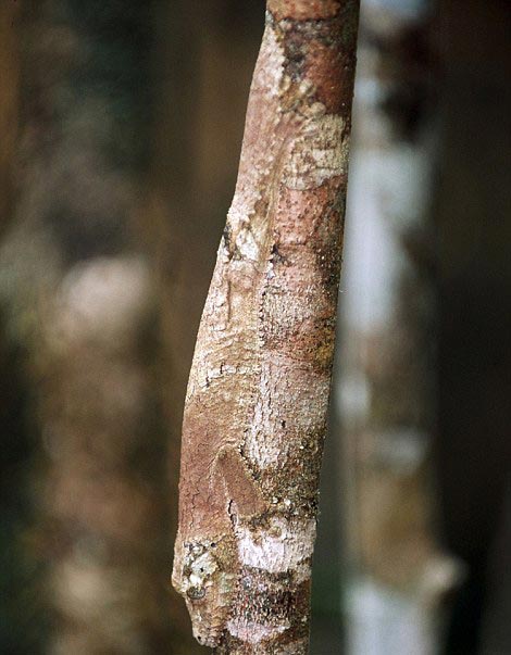 Picture 12 of Lizard camouflage autumn leaves