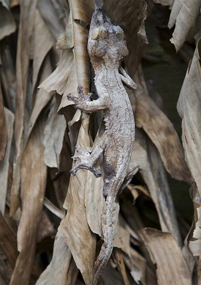 Picture 13 of Lizard camouflage autumn leaves