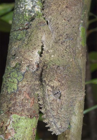 Picture 14 of Lizard camouflage autumn leaves