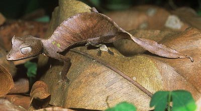 Picture 2 of Lizard camouflage autumn leaves