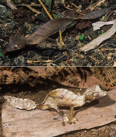 Picture 3 of Lizard camouflage autumn leaves