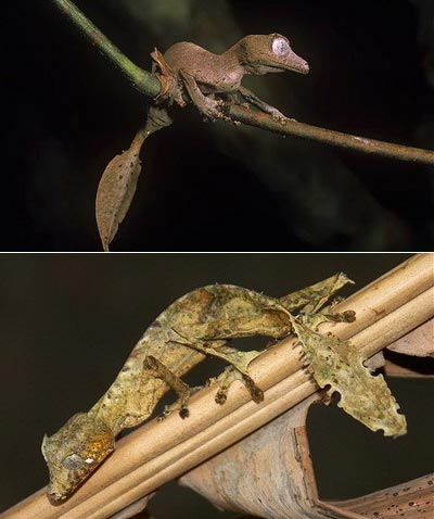 Picture 4 of Lizard camouflage autumn leaves