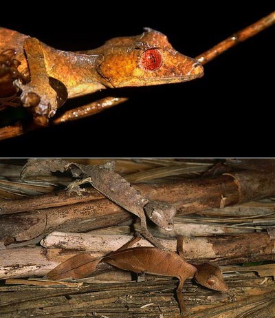 Picture 6 of Lizard camouflage autumn leaves