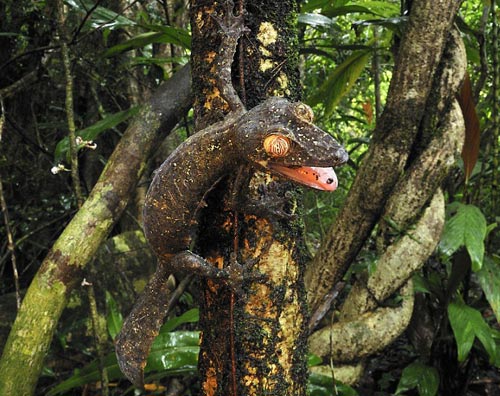 Picture 7 of Lizard camouflage autumn leaves