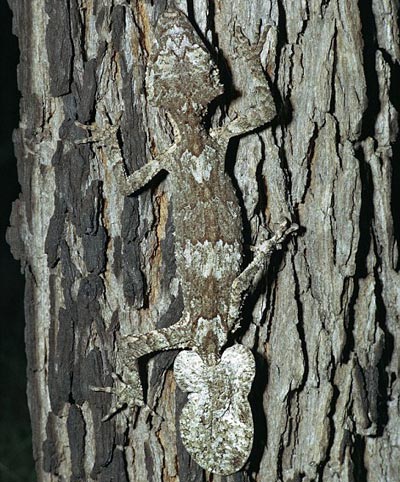 Picture 9 of Lizard camouflage autumn leaves