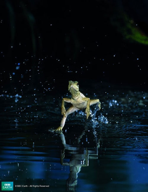 Picture 2 of Lizard scorns on the water