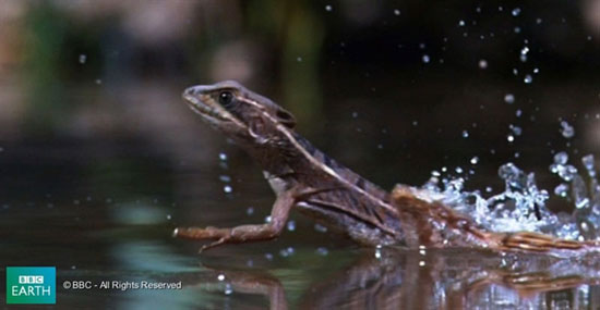 Picture 3 of Lizard scorns on the water