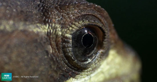 Picture 4 of Lizard scorns on the water