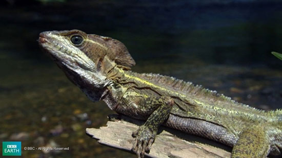 Picture 5 of Lizard scorns on the water