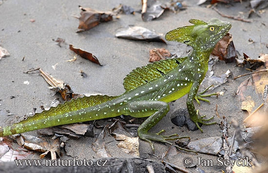 Picture 6 of Lizard scorns on the water