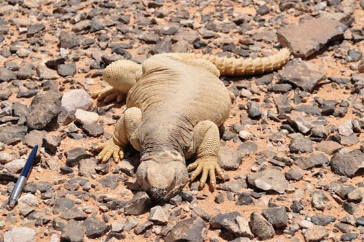 Picture 1 of Lizard used to be in the Arab diet?