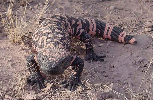 Picture 2 of Lizard's horror form