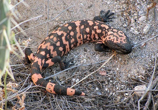 Picture 3 of Lizard's horror form