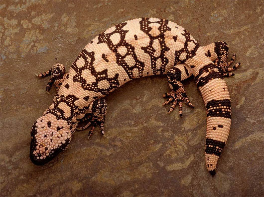 Picture 4 of Lizard's horror form