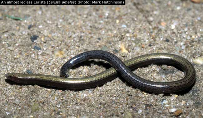 Picture 3 of Lizards spend variable