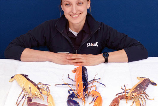 Picture 1 of Lobster changes color