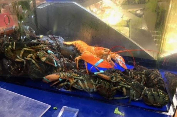Picture 1 of Lobster escaped death thanks to orange peel