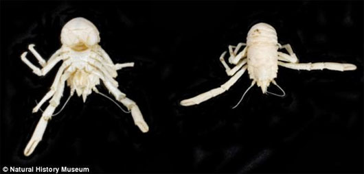 Picture 1 of Lobster is named after Nelson Mandela