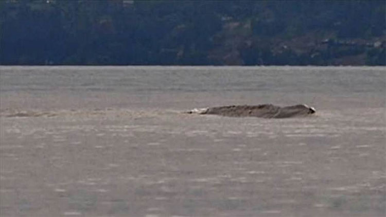 Picture 1 of Loch Ness monster-like object glides on Canadian surface