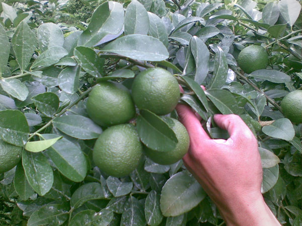 Picture 1 of Long An operates lemon processing and packaging lines